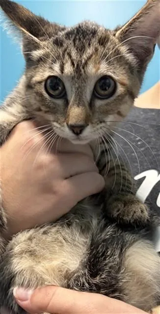 A baby medium-sized female Domestic Short Hair cat named Pecan for adoption in Houston, TX