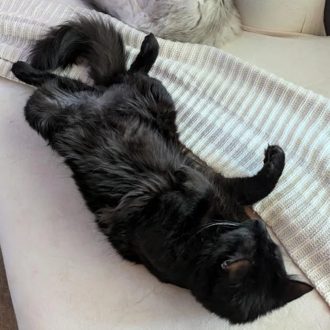 An adult extra large-sized male Black Domestic Medium Hair cat named Lucero for adoption in Redwood City, CA