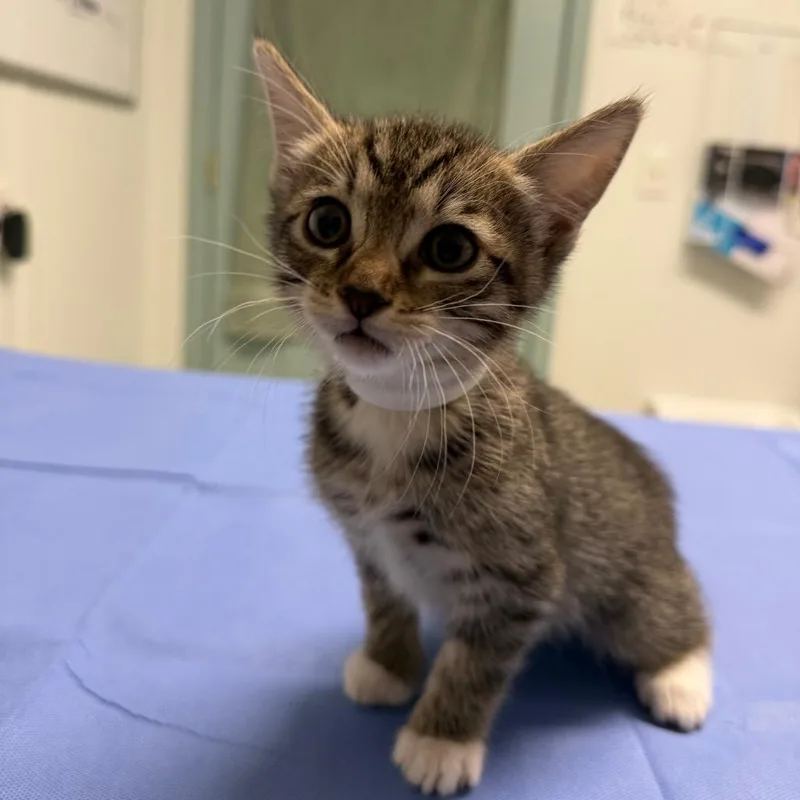 A baby small-sized male Brown / Chocolate Domestic Short Hair cat named Sean for adoption in Mount Shasta, CA