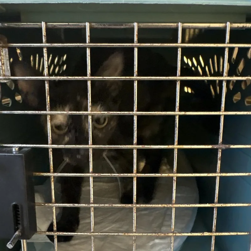 A baby small-sized female Tortoiseshell Domestic Short Hair cat named Janice for adoption in West Palm Beach, FL