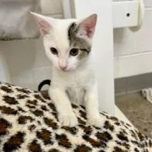 A baby small-sized female White Domestic Short Hair cat named Sumarni for adoption in Phoenix, AZ