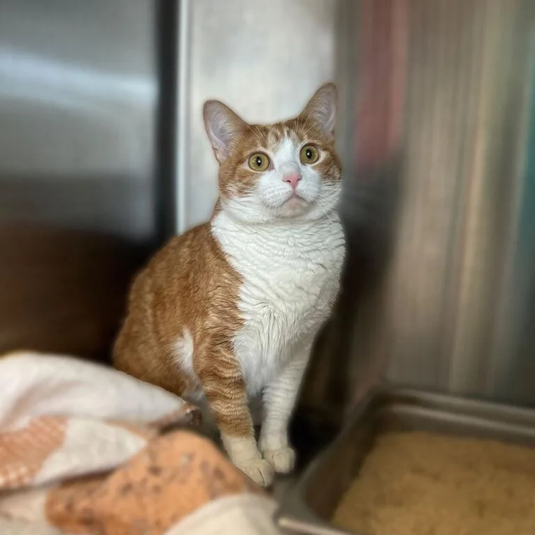 An adult large-sized female Orange / Red Domestic Short Hair cat named Bellbottom Princess for adoption in Davenport, IA