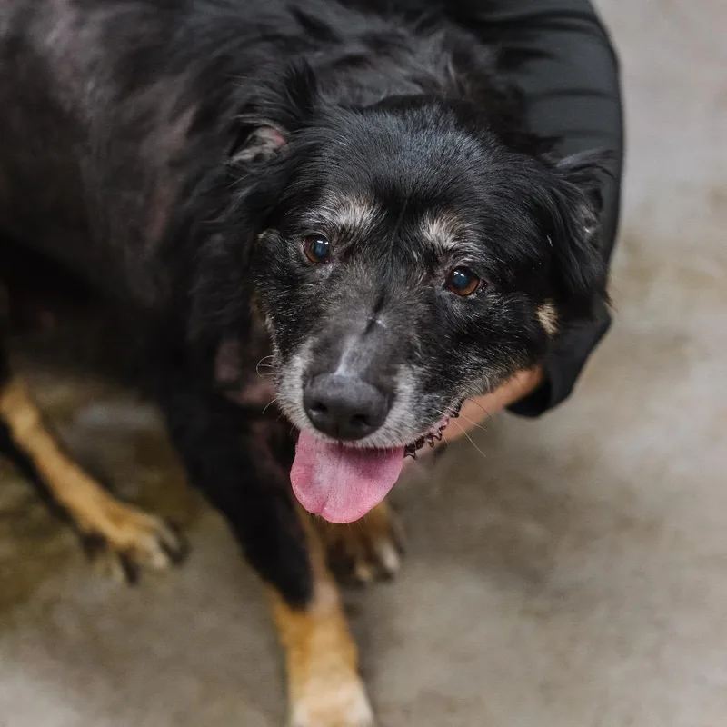 A senior medium-sized male Black Terrier dog named Stewie for adoption in Washington, DC