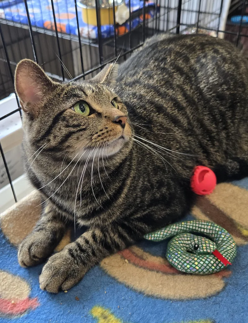 A young medium-sized male Tabby (Brown / Chocolate) Domestic Short Hair cat named Sauron for adoption in Mokena, IL