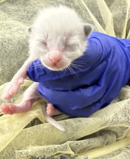 A baby medium-sized male Domestic Short Hair cat named Frosty for adoption in Dallas, TX