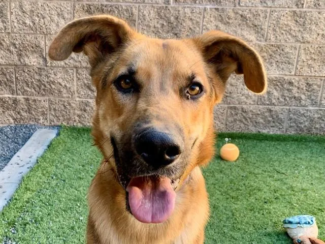 A young large-sized male Brown / Chocolate German Shepherd Dog dog named SAVE ME PLEASE Mark for adoption in San Marcos, CA