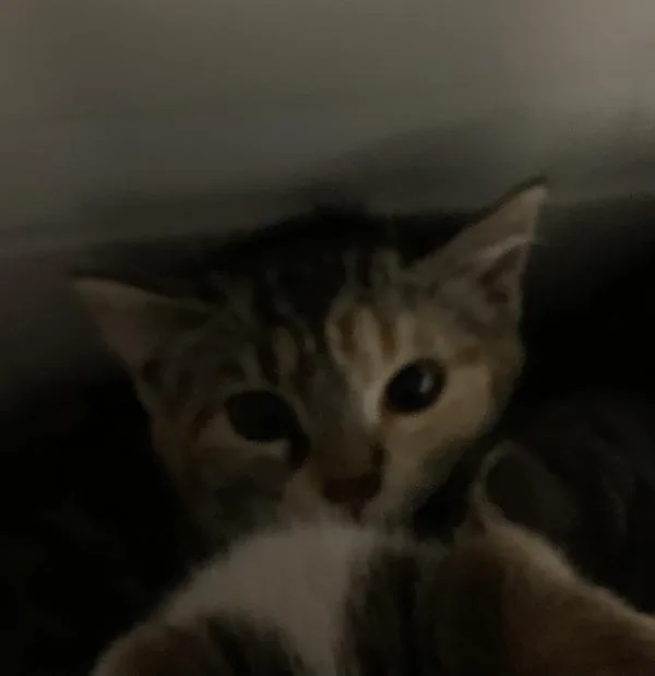 A baby medium-sized female Domestic Short Hair cat named Princess Bubblegum for adoption in Santa Rosa, CA
