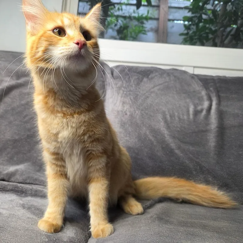 A young small-sized female Orange / Red Domestic Medium Hair cat named Carbonara for adoption in Brea, CA