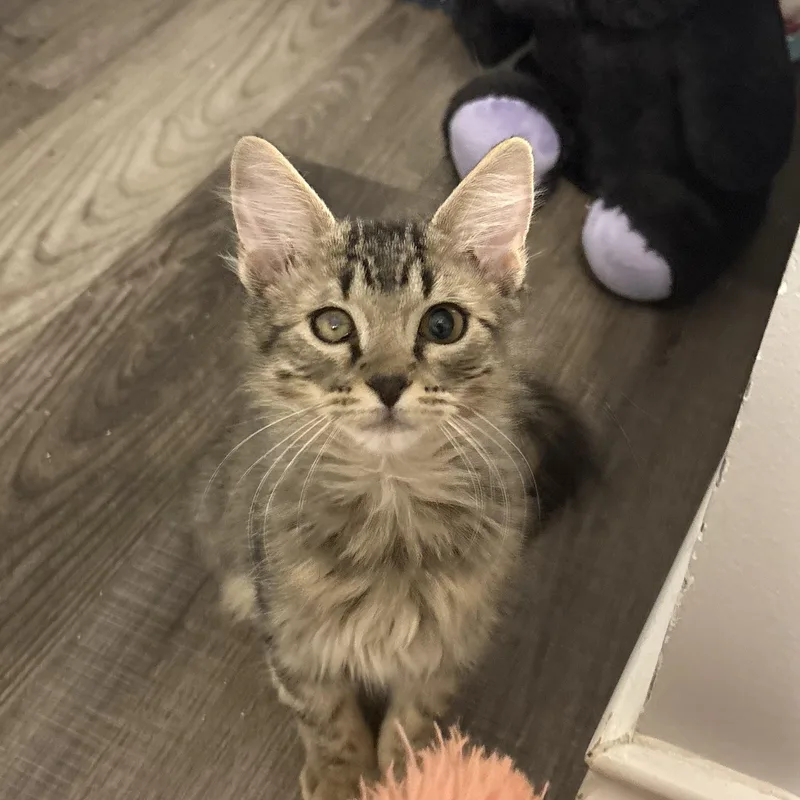 A baby small-sized female Tabby (Buff / Tan / Fawn) Domestic Medium Hair cat named Tory for adoption in Cat Spring, TX