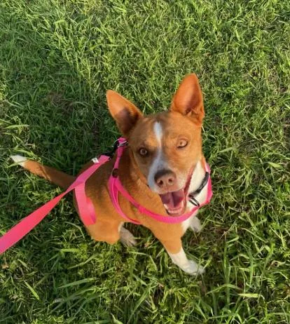 An adult medium-sized female Basenji dog named Ruby Gdp for adoption in Dallas, TX