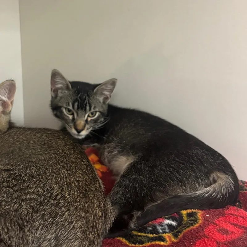 A baby small-sized female Brown / Chocolate Domestic Short Hair cat named Nyla for adoption in Redwood City, CA