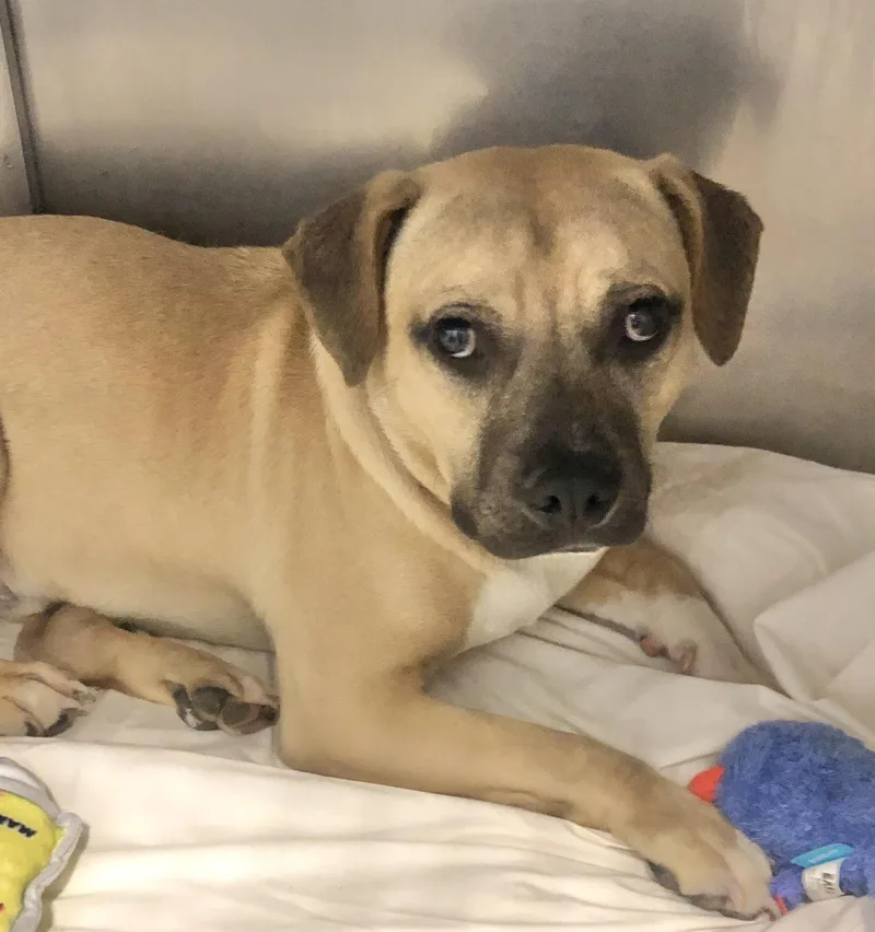 A young medium-sized male Yellow / Tan / Blond / Fawn American Bulldog dog named Porky for adoption in Parma, OH