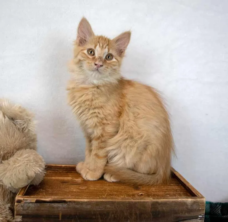 A baby medium-sized male Domestic Medium Hair cat named Sir Pounce a Lot for adoption in Kennesaw, GA