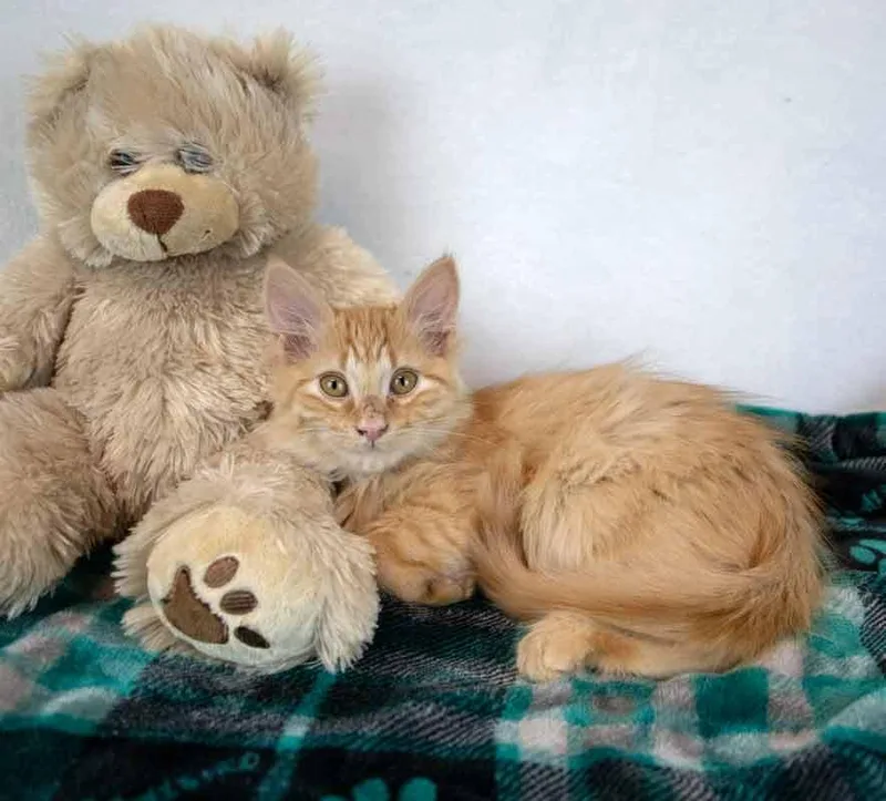 Sir Pounce a Lot thumbnail 2