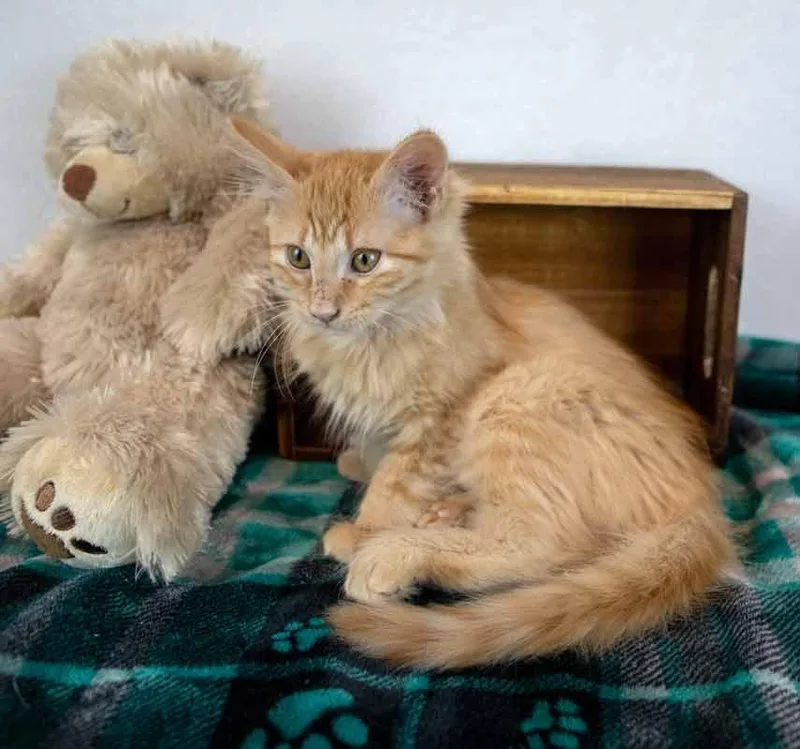 Sir Pounce a Lot thumbnail 3