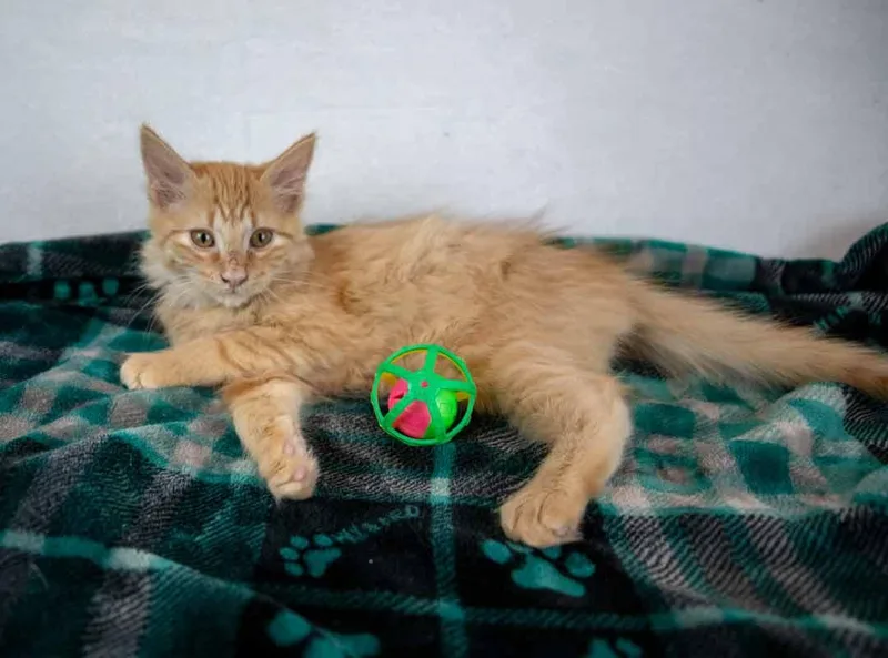 Sir Pounce a Lot thumbnail 4