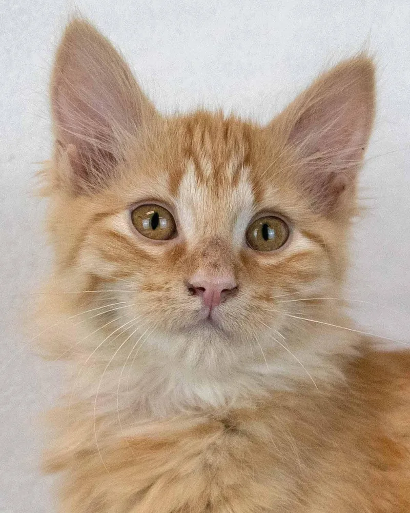 Sir Pounce a Lot thumbnail 5