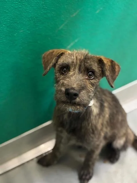 A baby small-sized male Jack Russell Terrier dog named Tow Mater for adoption in Visalia, CA