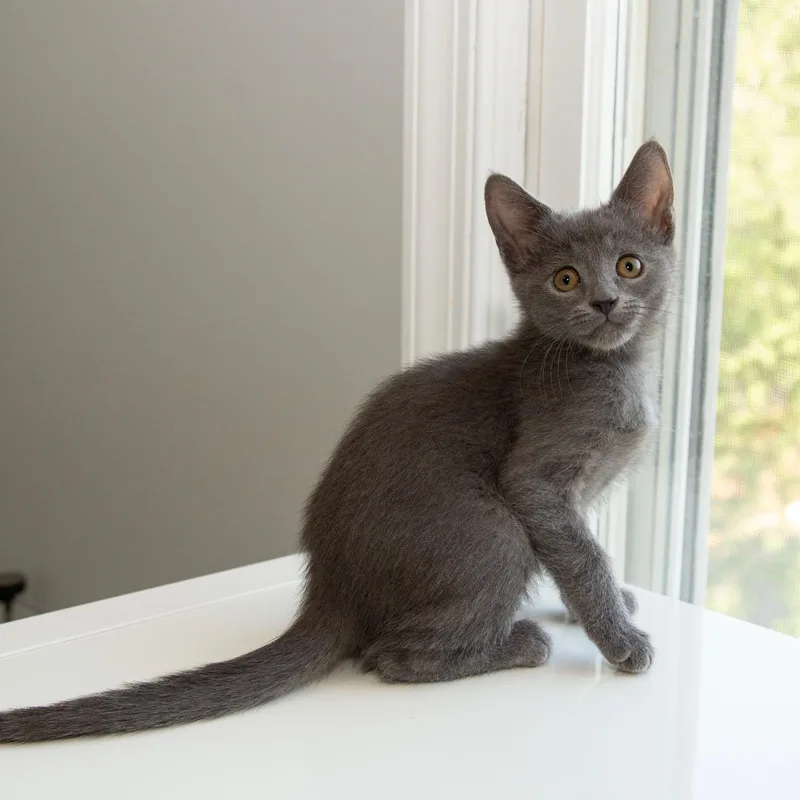 A baby small-sized female Gray / Blue / Silver Domestic Short Hair cat named Tethys for adoption in Alexandria, VA