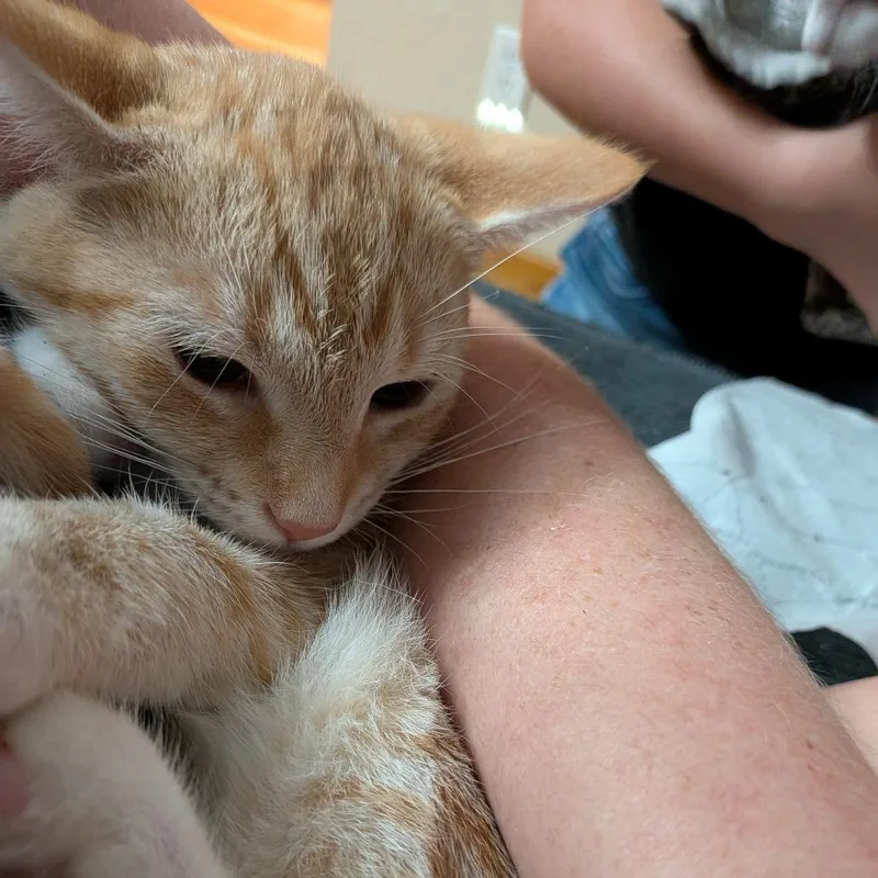 A baby small-sized female Orange / Red Domestic Short Hair cat named Miriam for adoption in Irwin, PA