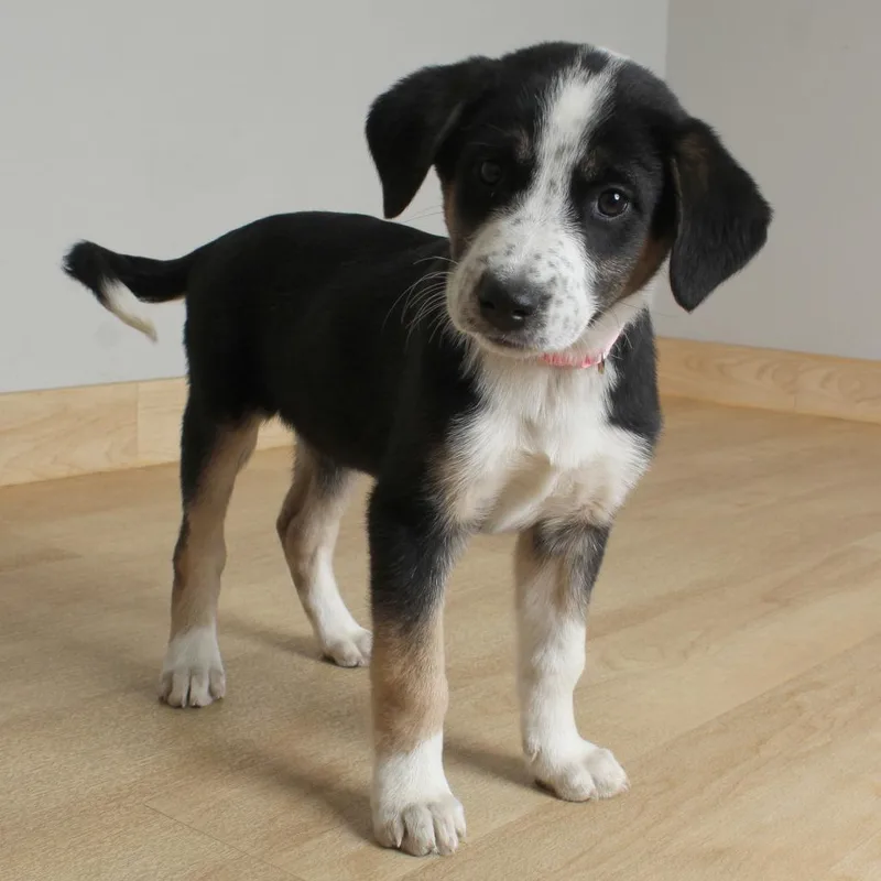 A baby medium-sized female Black Beagle dog named Fanny D for adoption in Minnetonka, MN