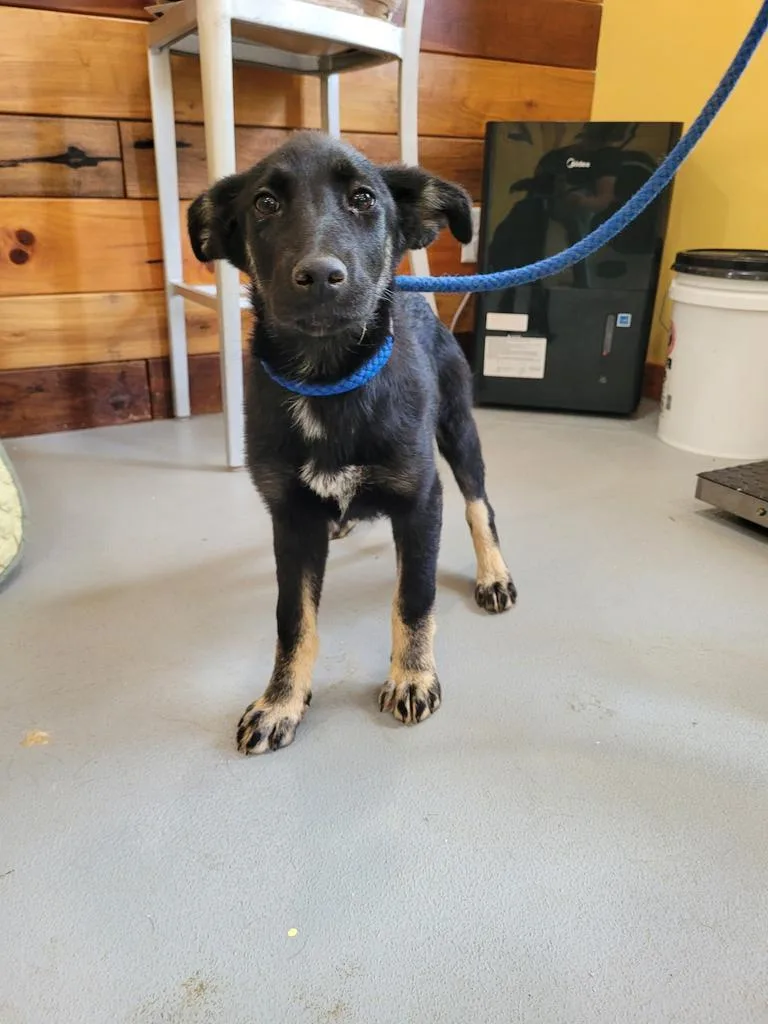 A baby large-sized female Mixed Breed dog named Vega for adoption in Lawrenceburg, TN