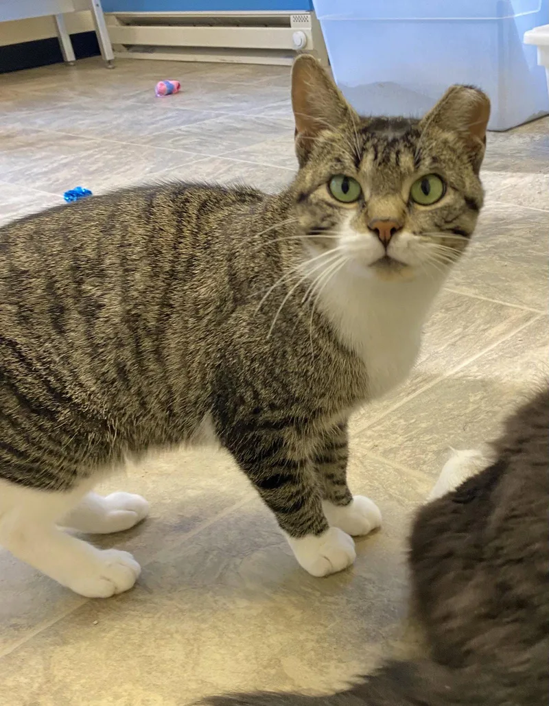 An adult medium-sized female Domestic Short Hair cat named Left Eye for adoption in Fargo, ND