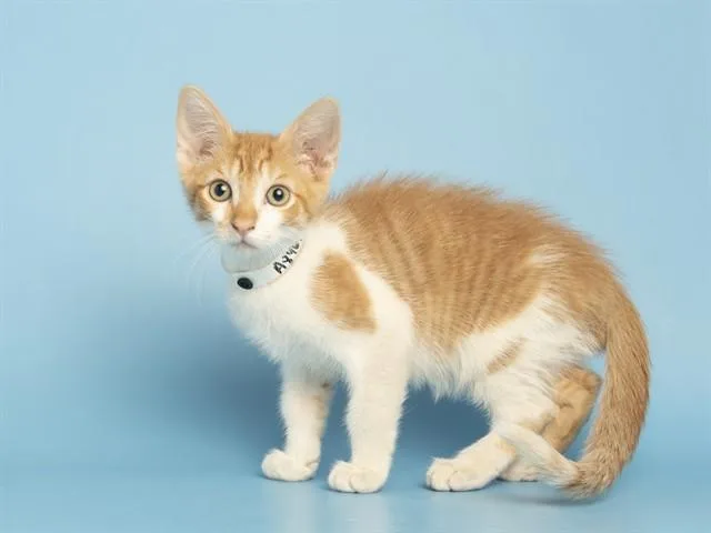 A baby small-sized male Domestic Short Hair cat named Robbie for adoption in Phoenix, AZ