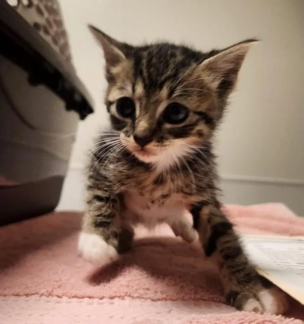A baby medium-sized male Domestic Short Hair cat named Andreas for adoption in Dublin, CA