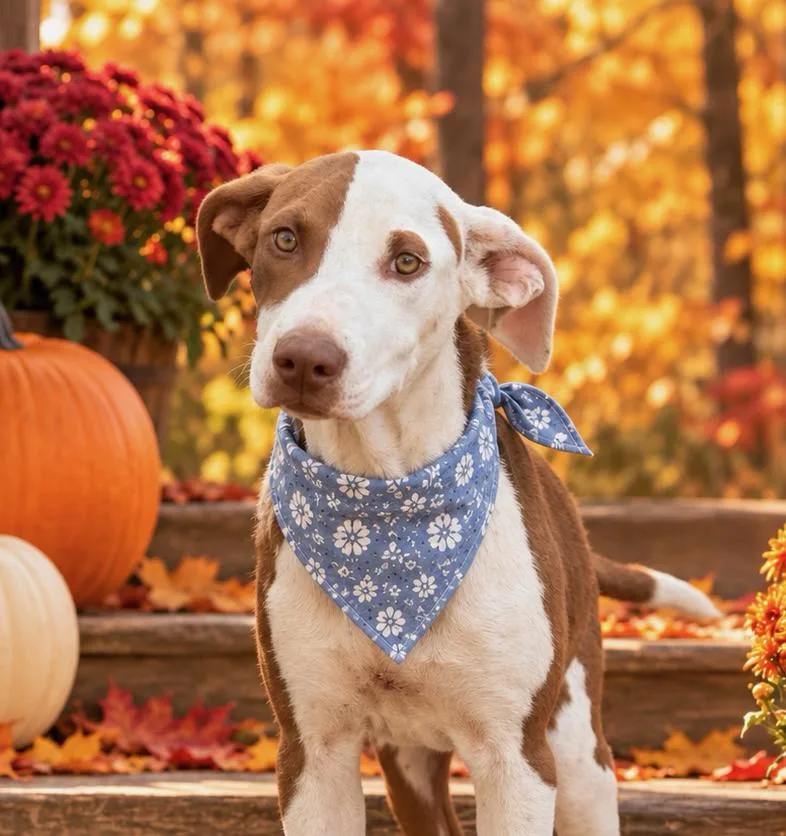 A baby medium-sized male Hound dog named Kevin brother to for adoption in Horn Lake, MS