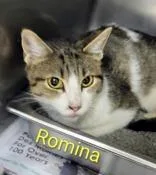 An adult medium-sized female Domestic Short Hair cat named Romina for adoption in Moline, IL