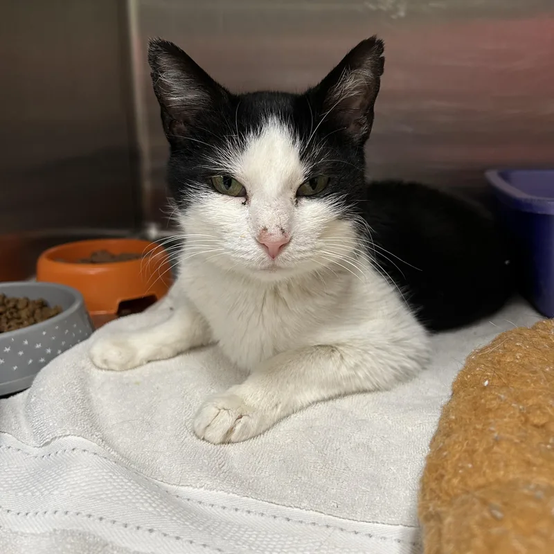 An adult medium-sized female Black & White / Tuxedo Tuxedo cat named Ursula for adoption in La Grange Park, IL