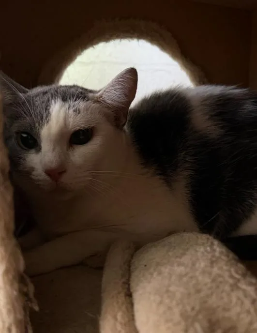 An adult medium-sized female Gray & White Domestic Short Hair cat named Pepper for adoption in Ontario, CA