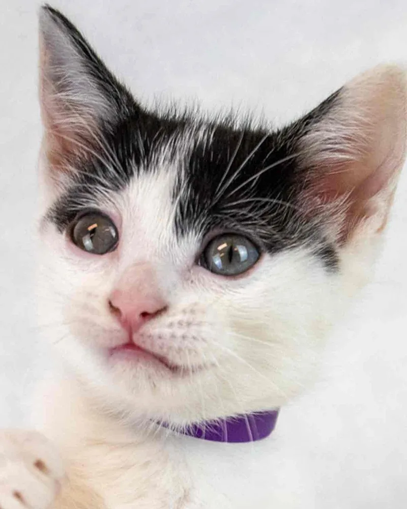 A baby medium-sized female Domestic Short Hair cat named Tulip for adoption in Kennesaw, GA
