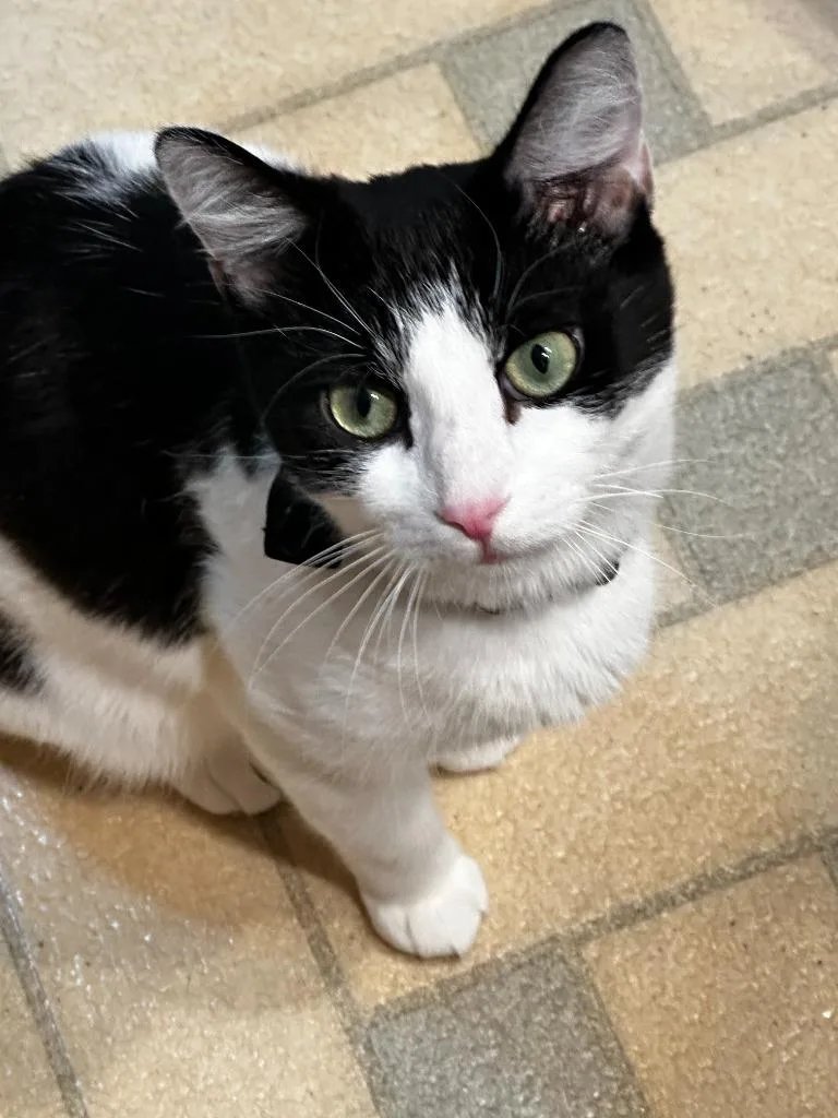 A young small-sized female Domestic Short Hair cat named Mama Katt for adoption in Pitman, NJ