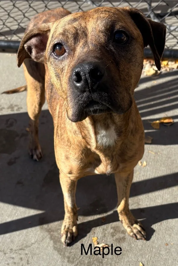 An adult medium-sized female Boxer dog named Maple for adoption in Topeka, KS