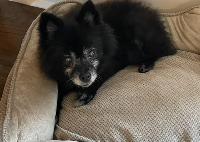 A senior small-sized female Pomeranian dog named Jasmine Pom for adoption in Memphis, TN