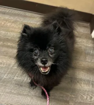 Jasmine Pom thumbnail 2