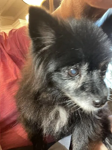 Jasmine Pom thumbnail 3