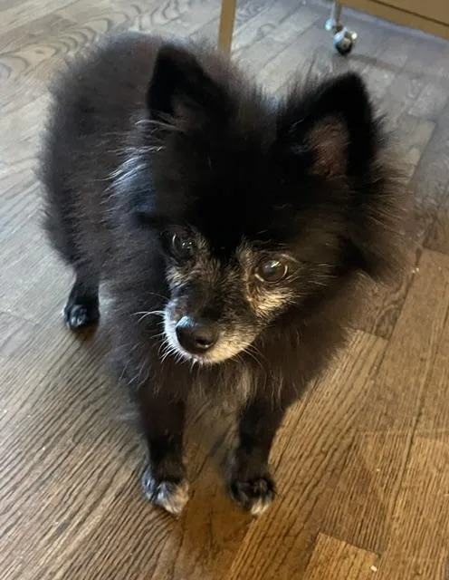 Jasmine Pom thumbnail 4