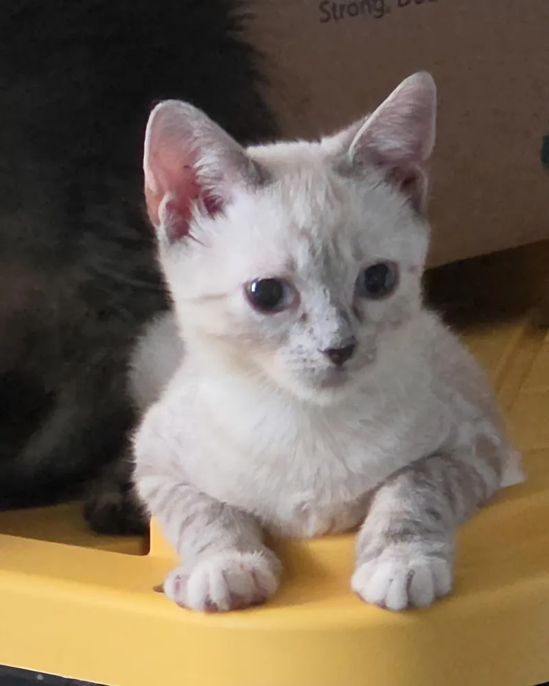 A baby small-sized female Cream / Ivory Domestic Short Hair cat named Coda for adoption in New York, NY