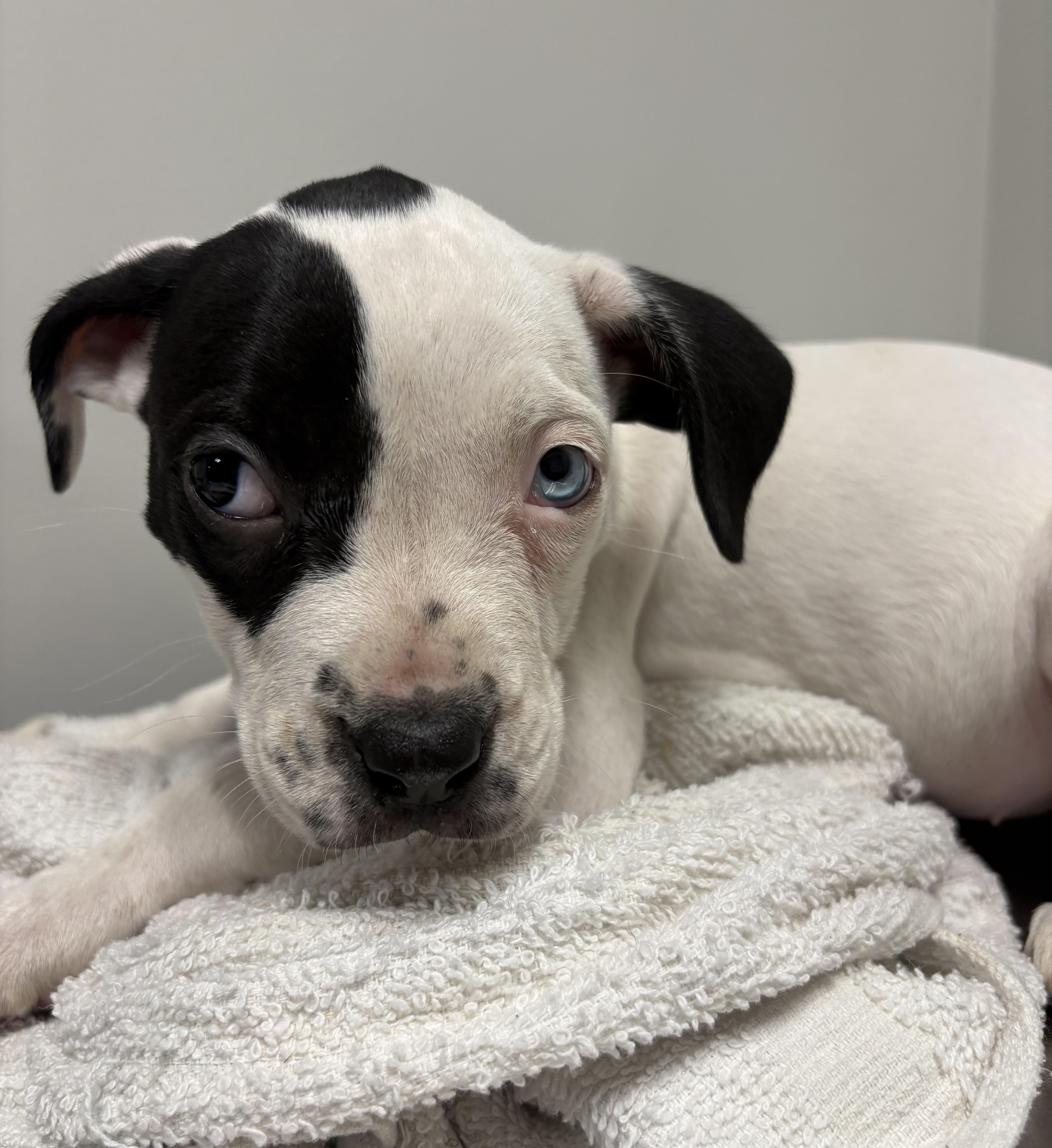 A baby large-sized female White / Cream Pit Bull Terrier dog named Sprinkler for adoption in Detroit, MI