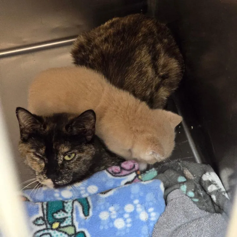 A baby small-sized female Domestic Short Hair cat named Buffy for adoption in Allyn, WA