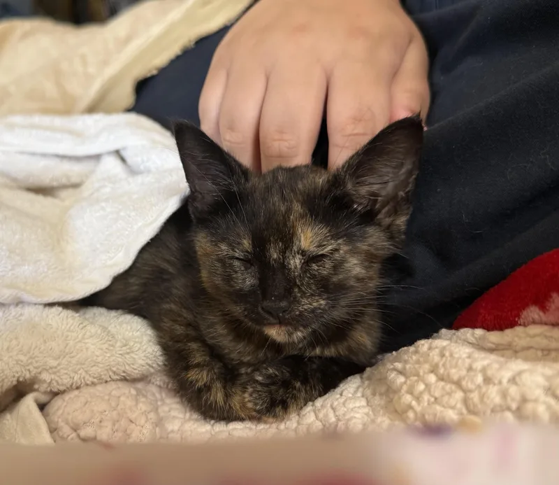 A baby small-sized female Domestic Short Hair cat named Pip for adoption in Long Beach, CA