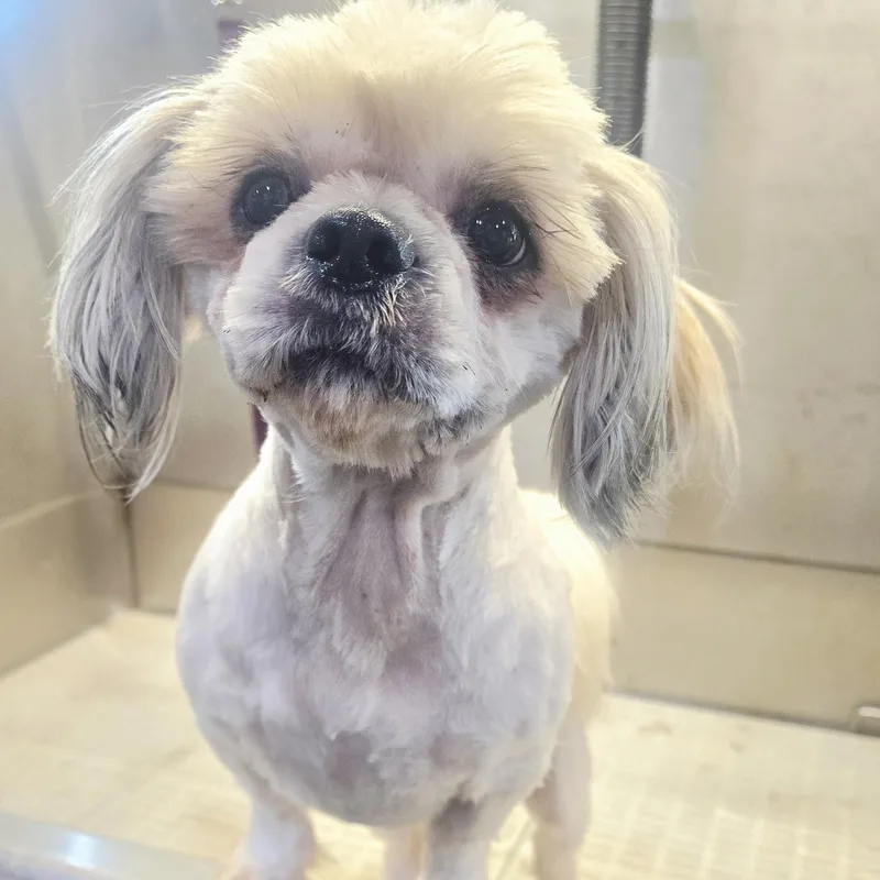 A young small-sized male White / Cream Shih Tzu dog named Fifa for adoption in Athens, AL