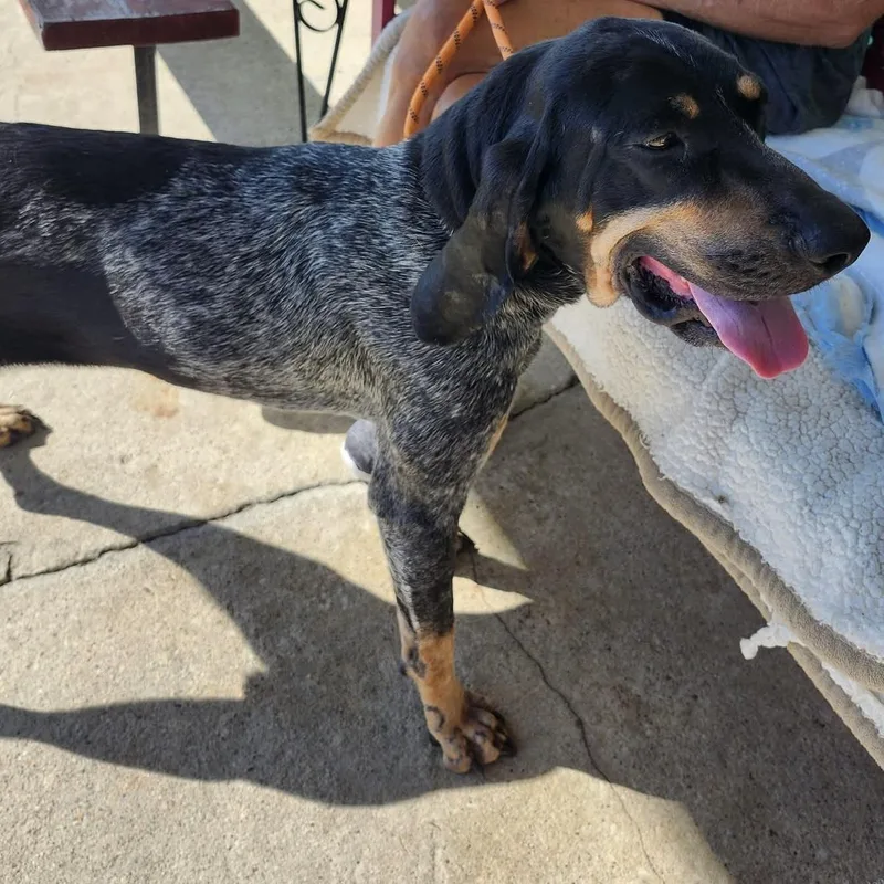 An adult large-sized female Bluetick Coonhound dog named Willow for adoption in Trenton, MO