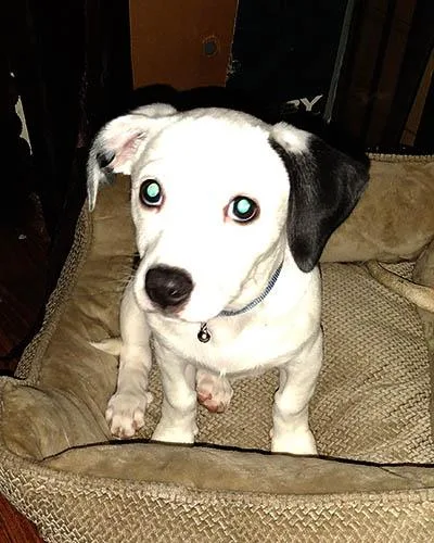 A young medium-sized female White / Cream Retriever dog named Pixie for adoption in Lake Wylie, SC