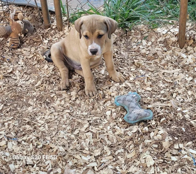 A baby medium-sized male American Bulldog dog named Palmer for adoption in Hillsdale, NY