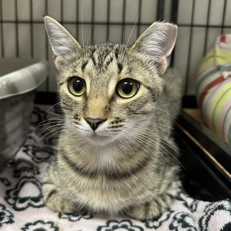 A young medium-sized male Brown / Chocolate Domestic Short Hair cat named Hansel for adoption in Mount Laurel, NJ