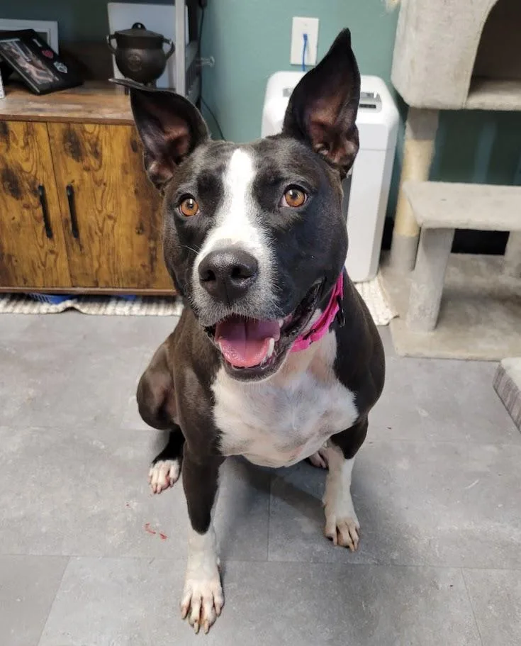 A young large-sized female Black American Staffordshire Terrier dog named Katari for adoption in Lisbon, OH